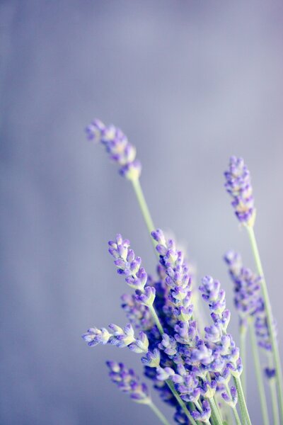 Explore holistic health