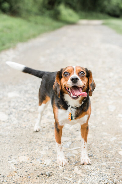 Beagle Mix with tongue out