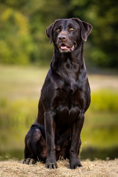Picture of Remi