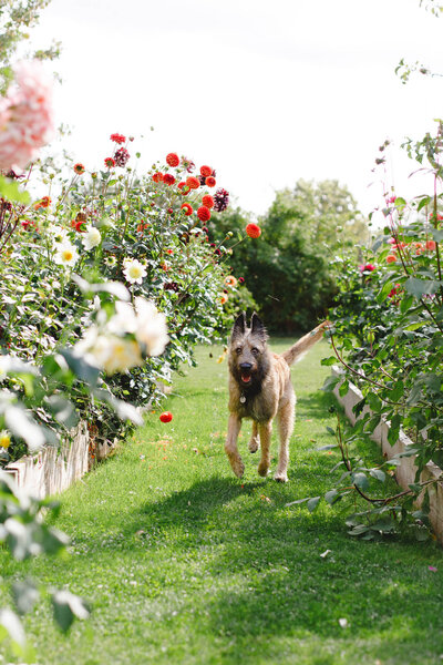 a belgian dog running in the garden