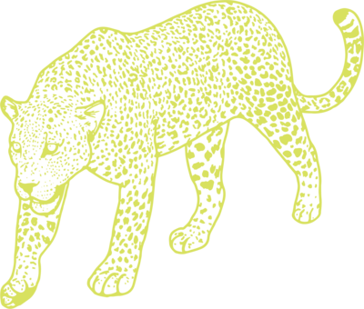 hand illustrated leopard