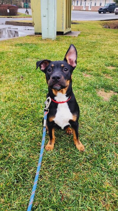 A puppy sitting in the grass