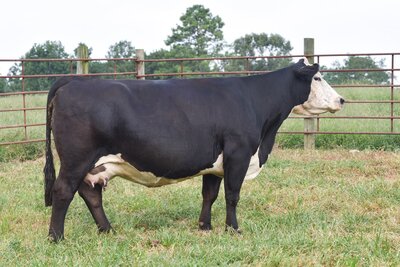 Black Hereford donor cow Miss Maternal