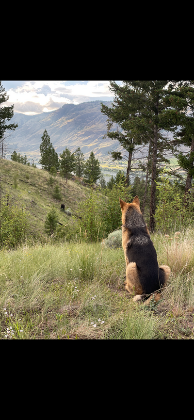 One-on-one care and attention for every dog during their stay.