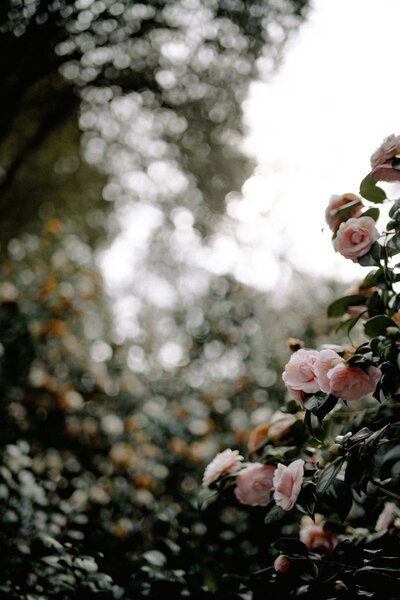 annie-spratt-zpLxASFhCVE-unsplash