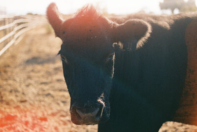 A closeup of a cow, one of the many animals that live at Dos Pueblos Orchid Farm, photographed on film by photographer Megan Lynn of My Sun and Stars Co.