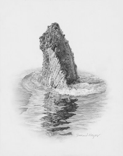 Townsend Majors' humpback whale graphite drawing