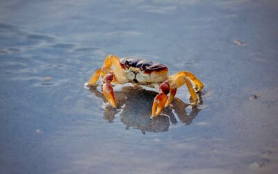 A crab walks on the sandy beach of Cocoa Beach, its legs moving through the shallow water at the shoreline.