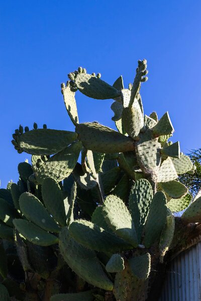 Tall green cactus reaching up toward a vivid blue sky, used to represent southwestern style in small business web design