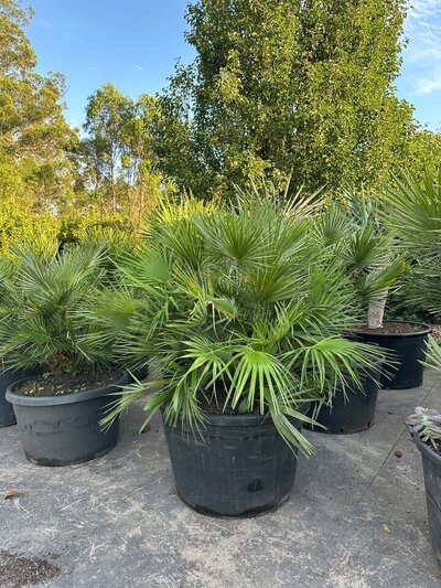 EUROPEAN FAN PALMS Chamaerops Humilis