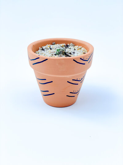 LIVE LONG AND PLANT_image-DIY Tiny Cactus Kit-Pt6