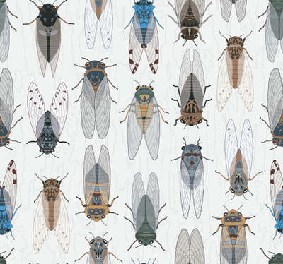 Cicada repeating surface pattern Australian bug insect