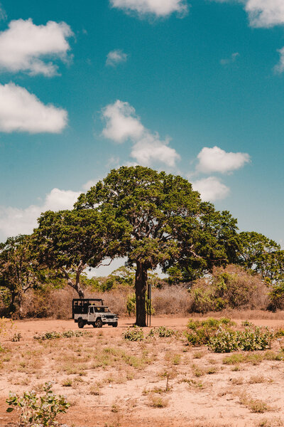 Safari truck under tree on a safari