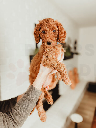 Red Apricot Moyen Poodle-4