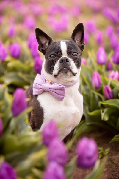 boston terrier wearing a purple bow tie surrounded by purple tulips at the wooden shoe tulip festival