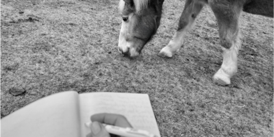 equine assisted therapy writing 