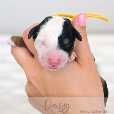 Daisy