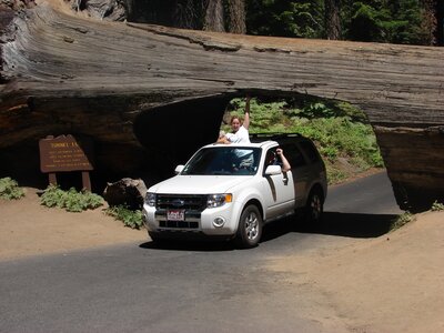 sequoia 2011