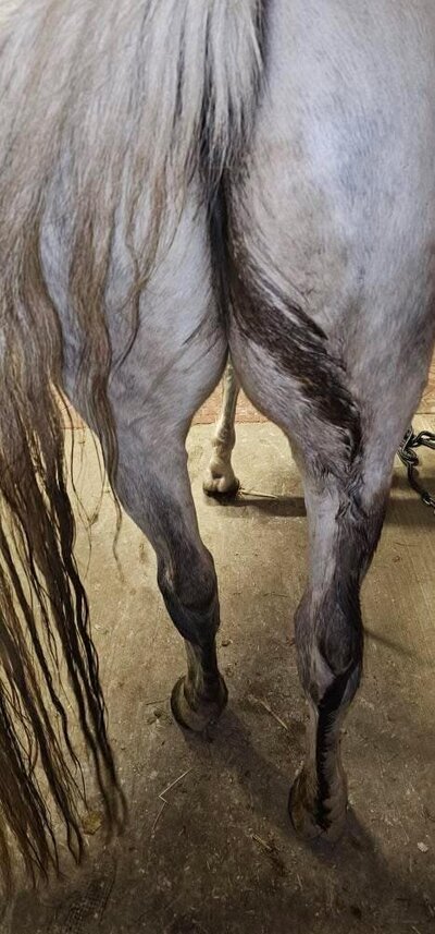 Paard met mestwater