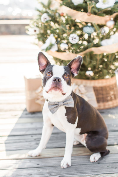 Frenchton wearing a grey bow tie