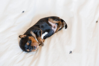 Puppies1-09