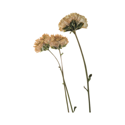 Yellow flowers for Elyana Studio Showit Website branding