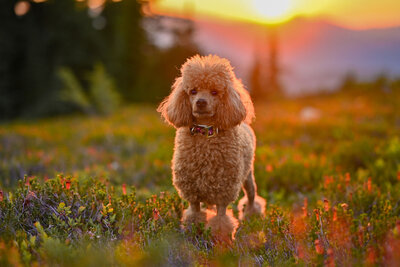 Heavenly Puppies to Love Cavapoo, Cockapoo, and Maltipoo Puppies Photo Sep 01 2025, 7 30 35 PM31