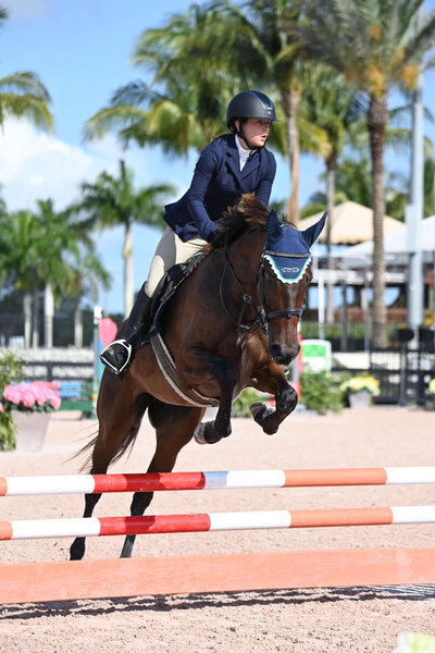 girl jumping on a brown horse wearing professional horse show attire