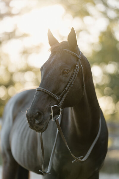 Black horse with an english bridle with golden hour light filtering through the trees behind it