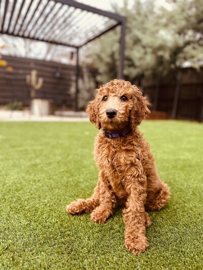 Roxie the Poodle by the Pool sitting