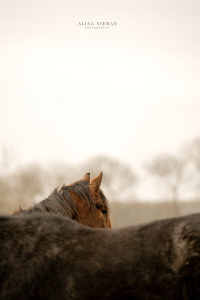 Paarden fotografe met oog voor detail | Ontspannen fotoshoot samen met je paard | Fotograaf Bourtange, Groningen