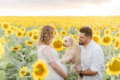 man holding golden doodle touching baby bump in a sunflower field in Brisbane.