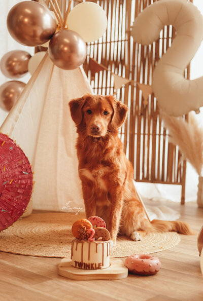 Verjaardagsfotoshoot voor jouw hond in de studio. Je kan kiezen uit een outdoor fotoshoot, in de daglichtstudio of de studio met achtergrondpapier. De studio is gelegen te Geel. Tijdens de fotoshoot wordt er decor en taart voorzien. 