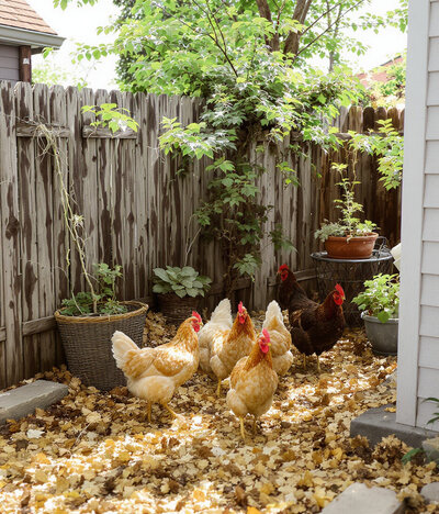 Chickens roaming in the backyard.