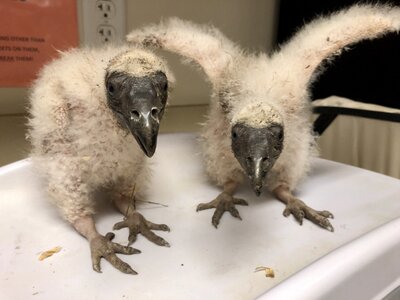 Vulture babies