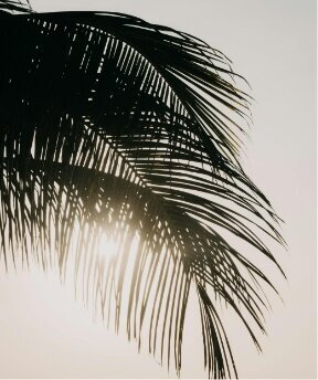 palm tree shadowed against a bright sunny sky