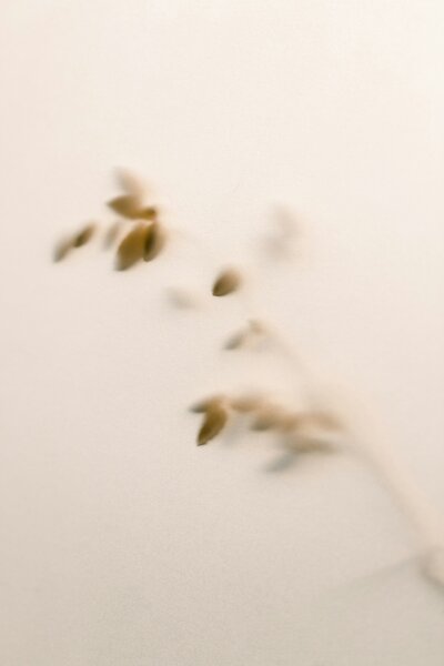 Blurry shapes of a plant stem on cream background
