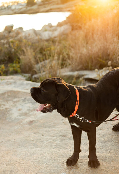 Cane Corso in sunset with orange collar