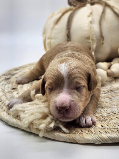 96fd6002-1272-4fd3-8eac-2e43a5e48b15