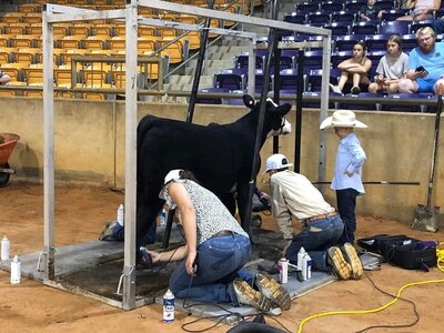 Fitting contest at Black Hereford Junior Nationals