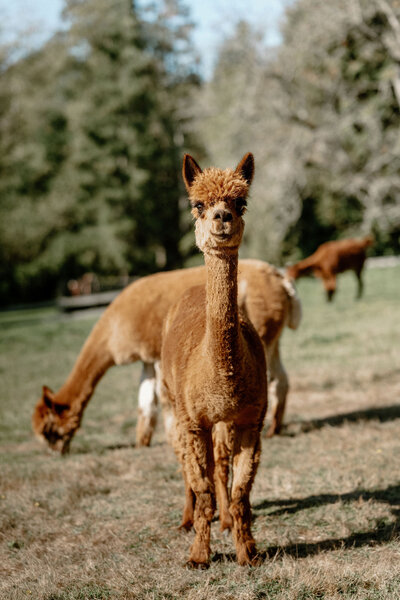 Sophie, the Alpaca in Chateau Lill