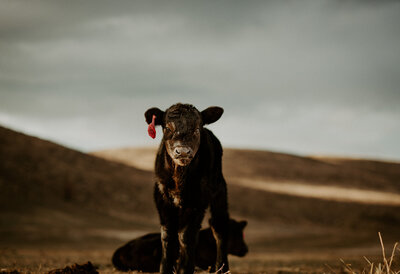 montana-livestock-photographer