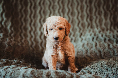 Green Collar Male Aspen