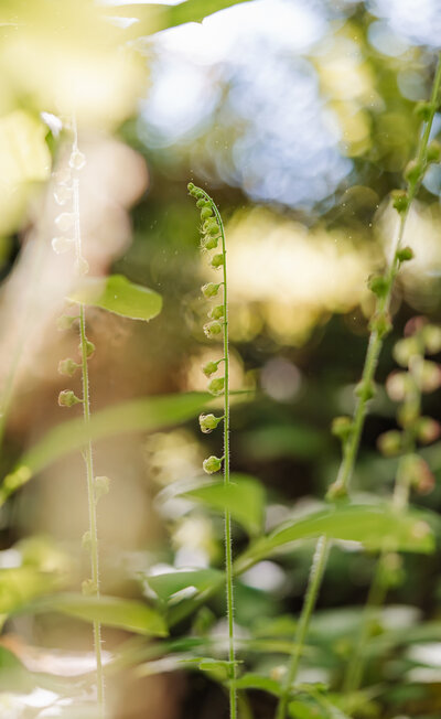 Macro image of green leaves glowing with sunlight filtering through, capturing the essence of nature’s calm beauty.