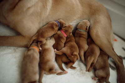 Puppy Litter Image 3