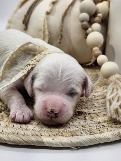 f97313e6-63bc-4faa-a78a-06d57b3aa745