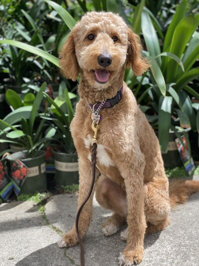 Goldendoodle outdoors