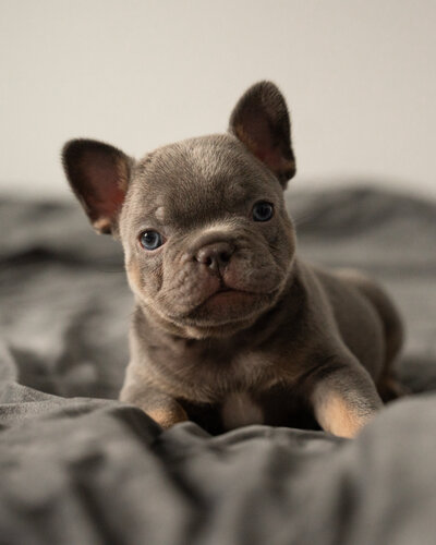 Blue Pied Available French Bulldog