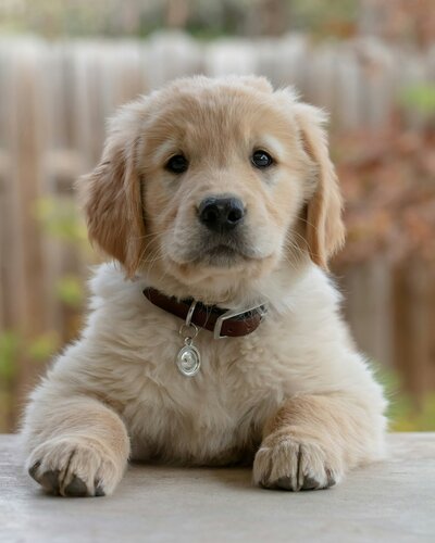Beautiful Mini Golden Retriever Puppy Face at Little Retriever Ranch in Southern California