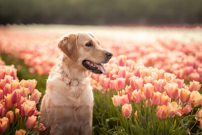 dressage rider looks across a field of tulips at sunset with her horse at her side